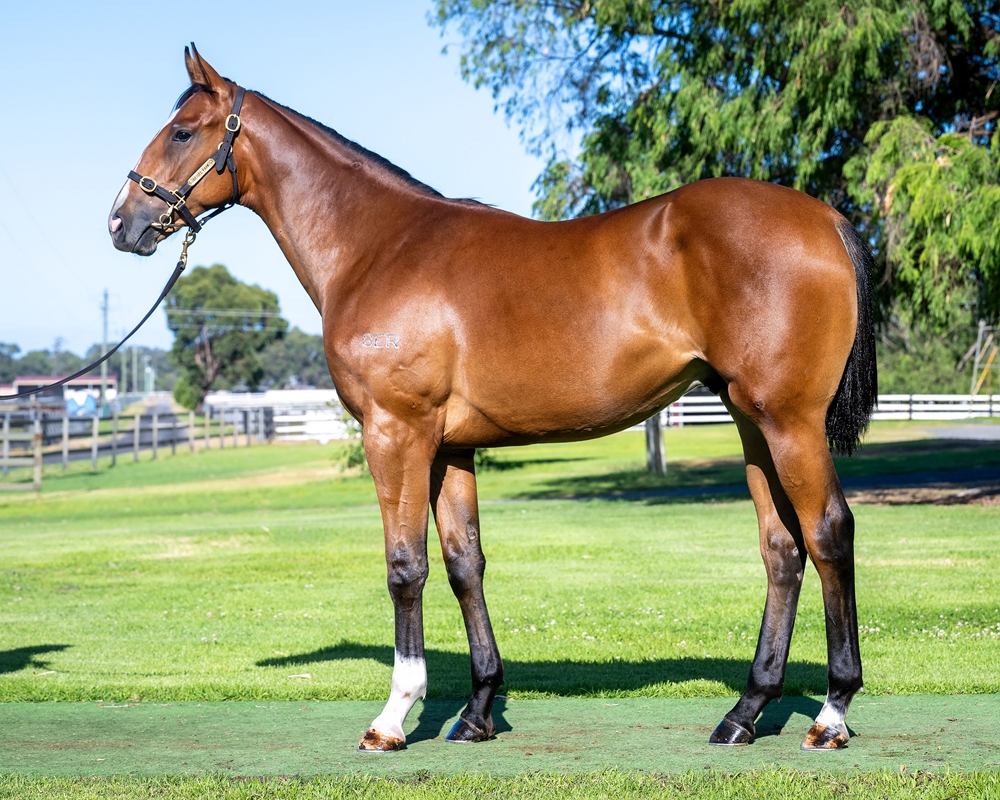 Aysar (AUS) / Promiscuous Miss (AUS) 2024 Colt - Image 1