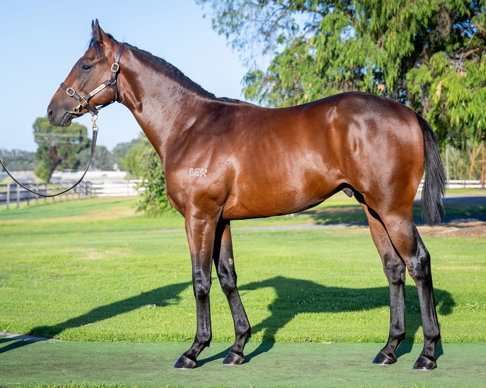 Playing God (AUS) / Songburg (AUS) 2024 Colt - Image 1