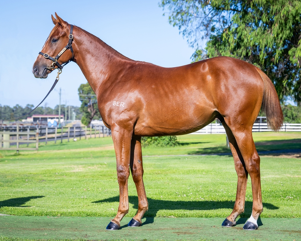 Manhattan Rain (AUS) / Troodles (AUS) 2024 Colt - Image 1
