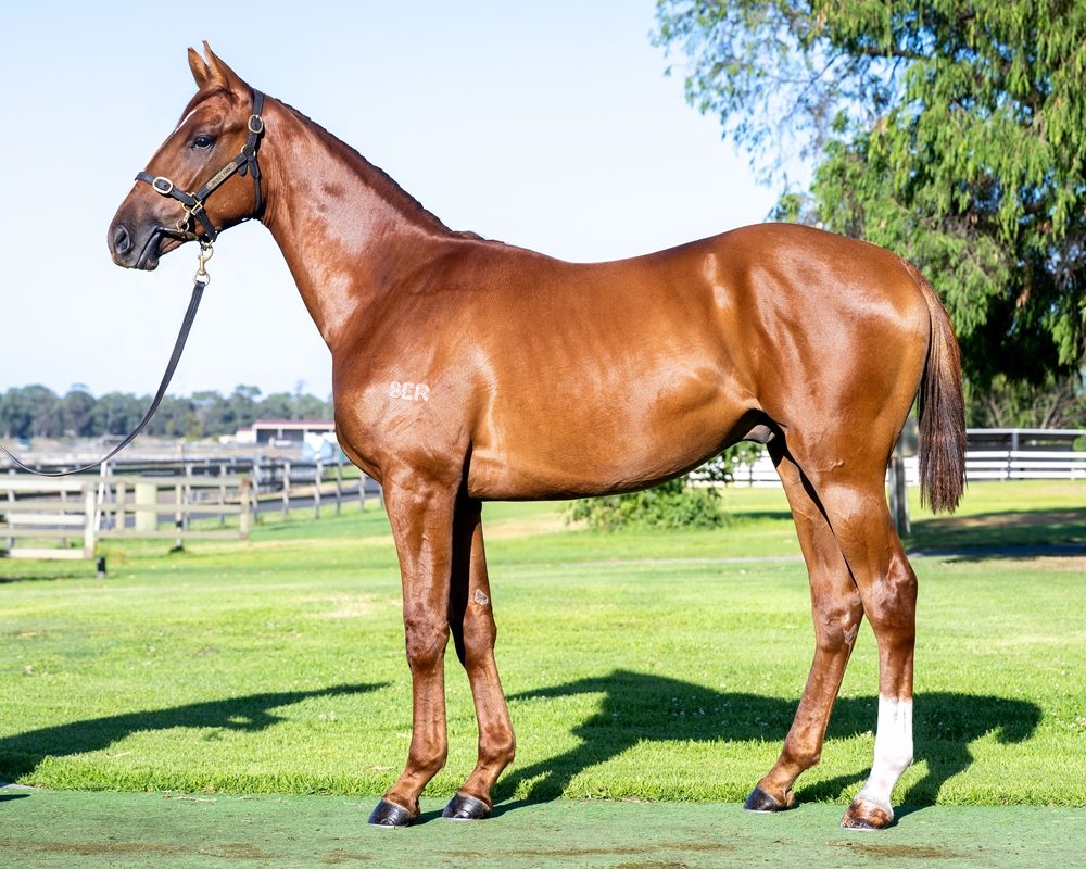 Aysar (AUS) / Flaming Magic (AUS) 2024 Colt - Image 1