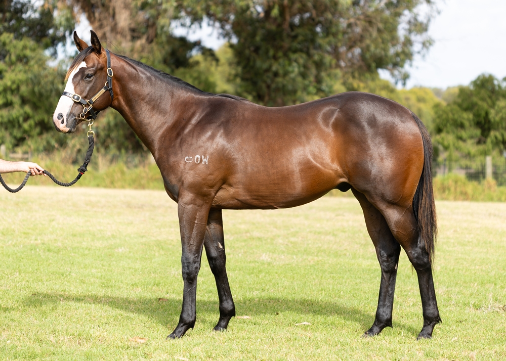 Splintex (AUS) / Lasting Impact (AUS) 2024 Colt - Image 1