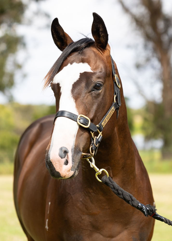 Splintex (AUS) / Lasting Impact (AUS) 2024 Colt - Image 2