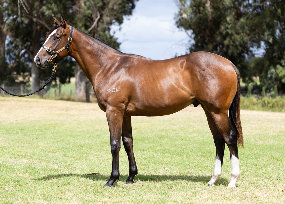 Splintex (AUS) / Nordic Symphony (AUS) 2024 Colt - Image 1