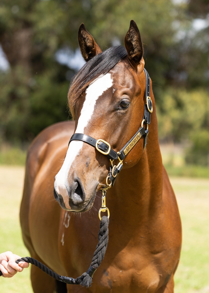 Splintex (AUS) / Nordic Symphony (AUS) 2024 Colt - Image 2