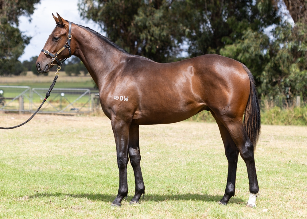 Ghaiyyath (IRE) / End of Trip (AUS) 2024 Colt - Image 1