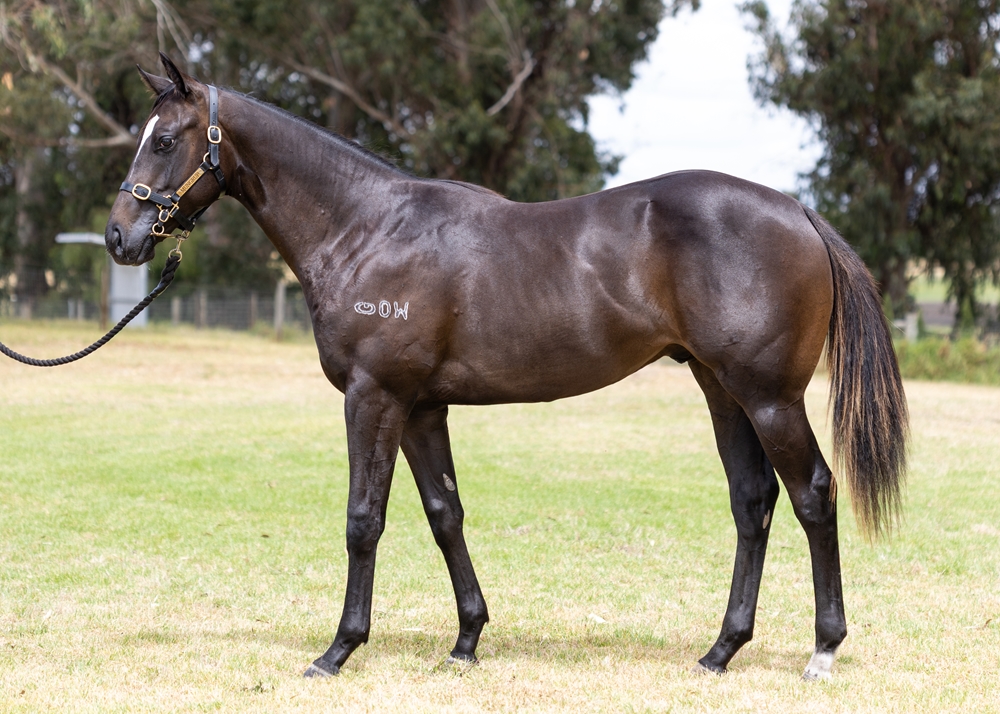 Zousain (AUS) / Konditori (AUS) 2024 Colt - Image 1