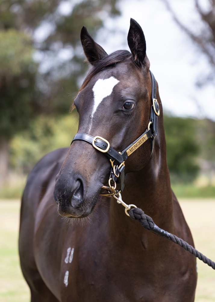 Zousain (AUS) / Konditori (AUS) 2024 Colt - Image 2