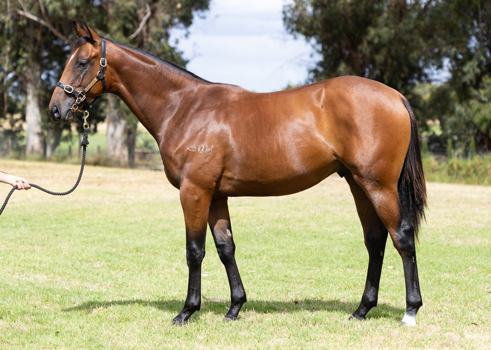 Aysar (AUS) / Lady Magenta (AUS) 2024 Colt - Image 1