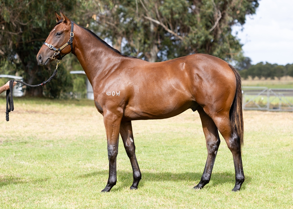 Splintex (AUS) / Aurous (AUS) 2024 Colt - Image 1
