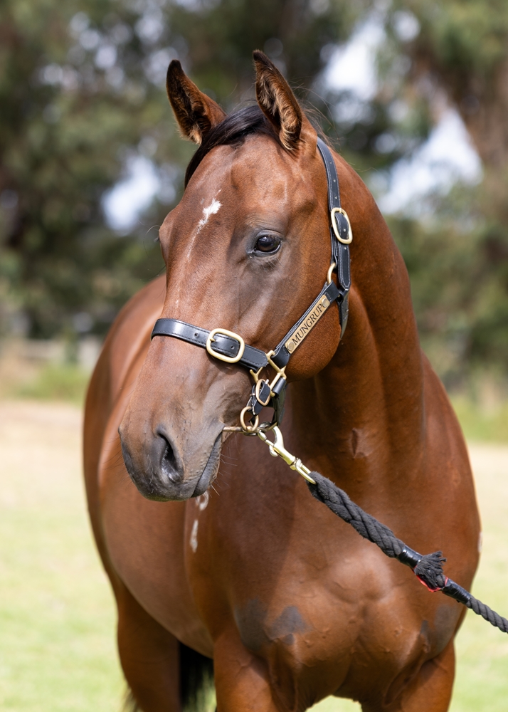 Splintex (AUS) / Aurous (AUS) 2024 Colt - Image 2