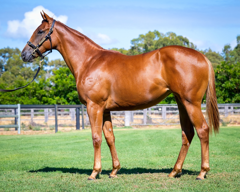 Written By (AUS) / Social Smile (AUS) 2024 Filly - Image 1