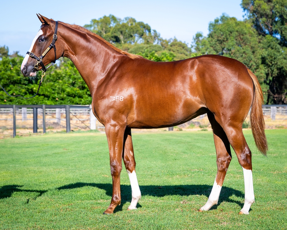 A Lot (USA) / Special Jewel (AUS) 2024 Filly - Image 1