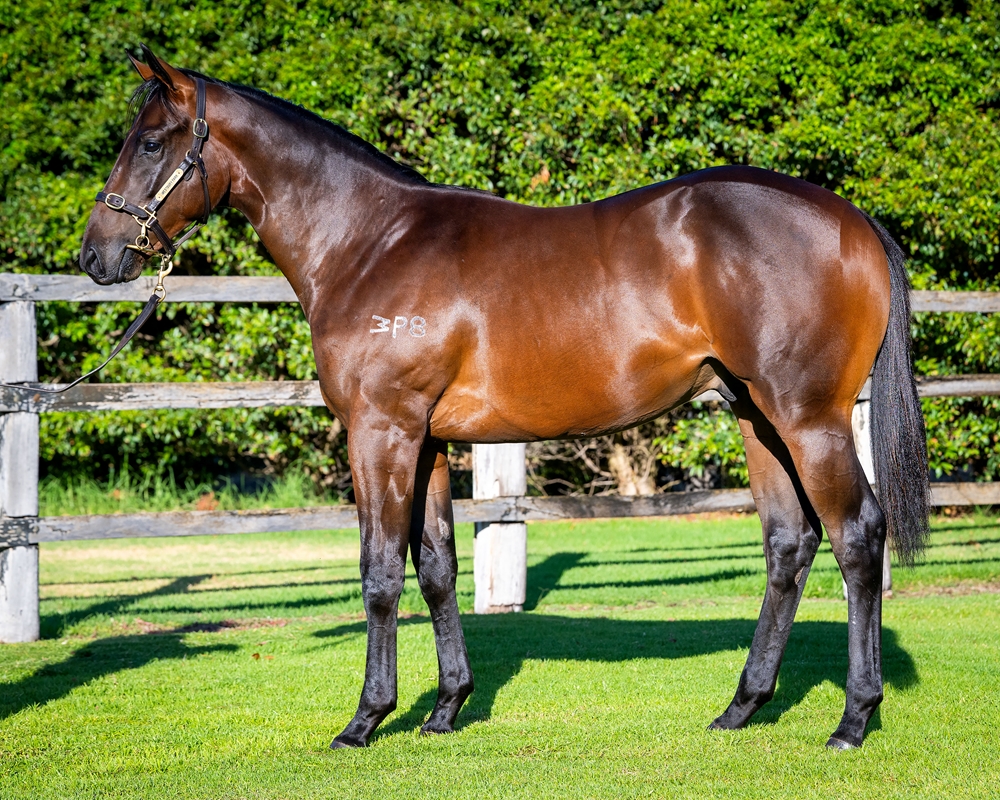 Brazen Beau (AUS) / Vivaro (AUS) 2024 Colt - Image 1
