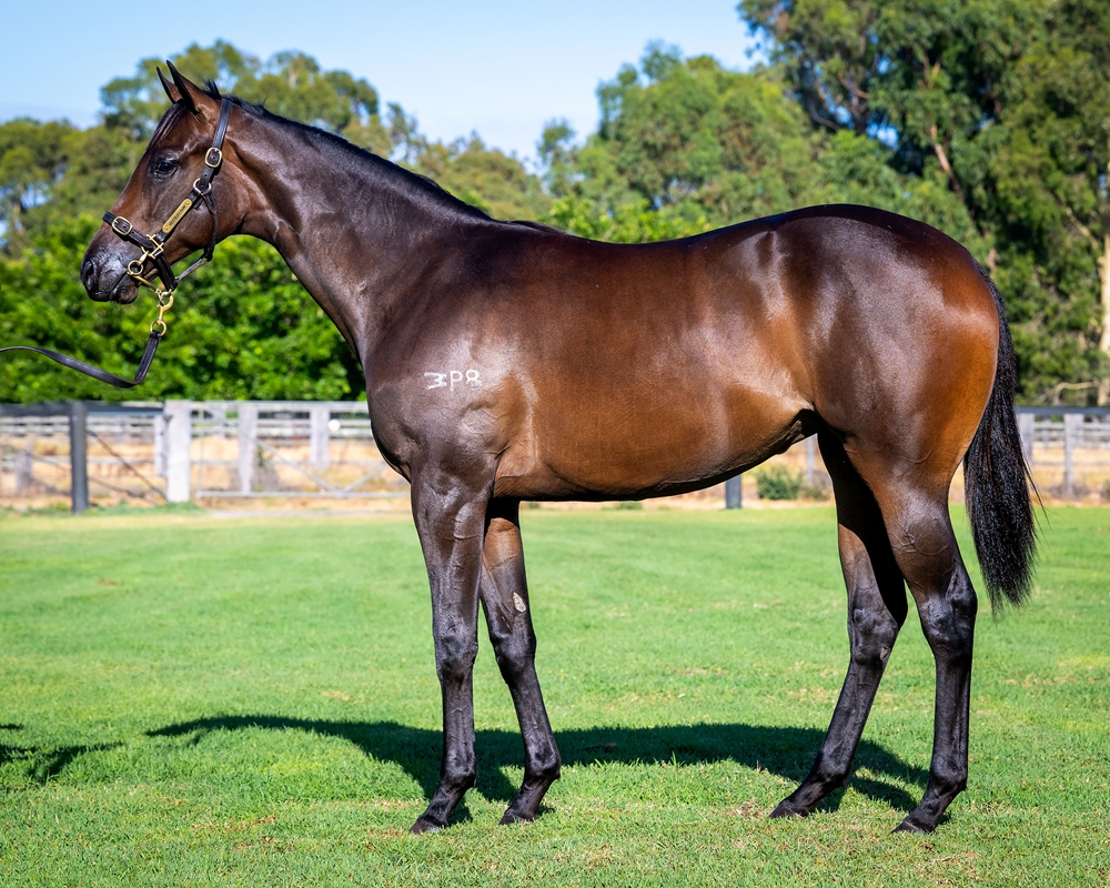 A Lot (USA) / Abitcryptic (AUS) 2024 Filly - Image 1