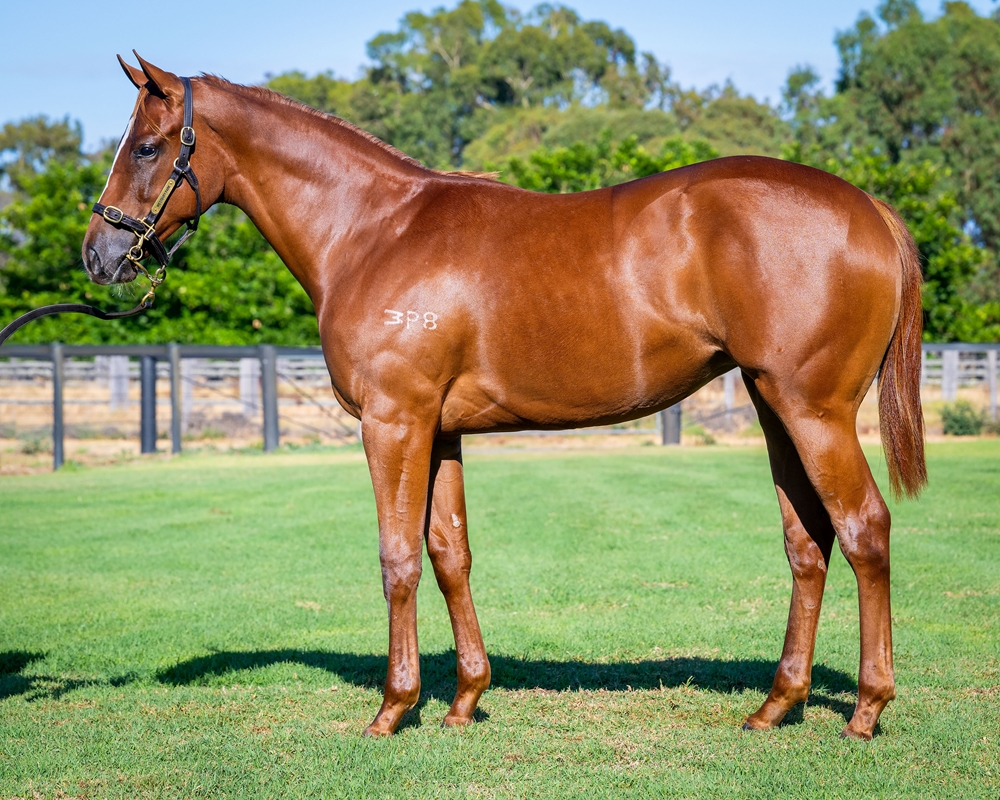 A Lot (USA) / Amelia's Missile (AUS) 2024 Filly - Image 1