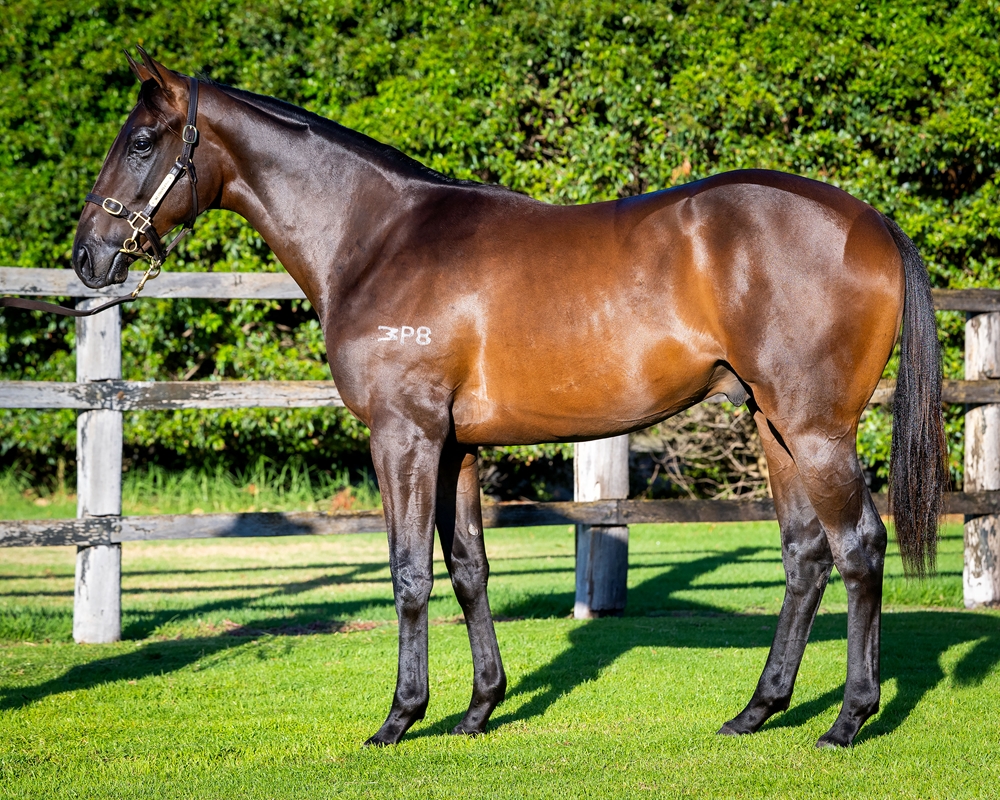 Pierro (AUS) / Compatriot (AUS) 2024 Colt - Image 1