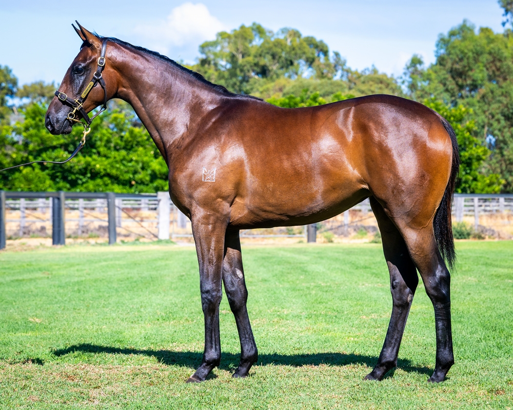 Maschino (AUS) / Deep Echo (AUS) 2024 Filly - Image 1
