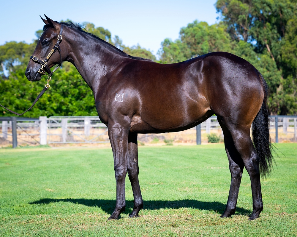 Brutal (NZ) / Fiery Hussy (AUS) 2024 Filly - Image 1