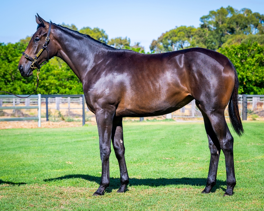 Playing God (AUS) / Raise a Smile (AUS) 2024 Filly - Image 1