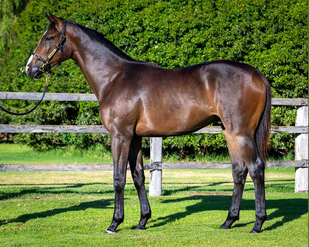 A Lot (USA) / Western Star (AUS) 2024 Colt - Image 1