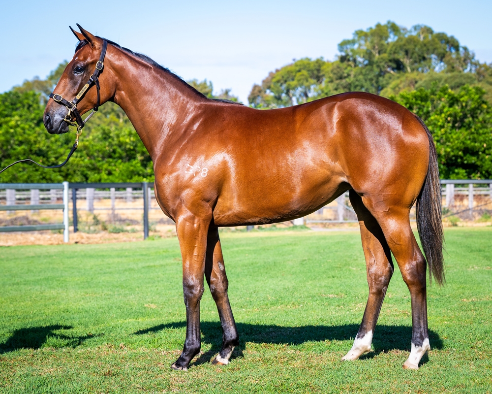 Safeguard (AUS) / All Too Familiar (AUS) 2024 Filly - Image 1