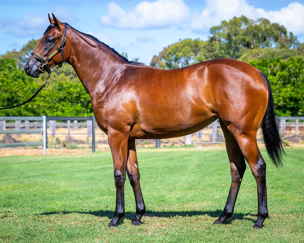 Aysar (AUS) / Comingle (AUS) 2024 Filly - Image 1