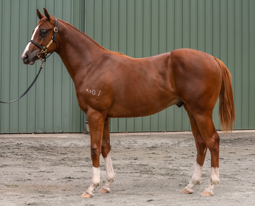 Lightsaber (AUS) / Lil' Red Bikini (AUS) 2024 Colt - Image 1