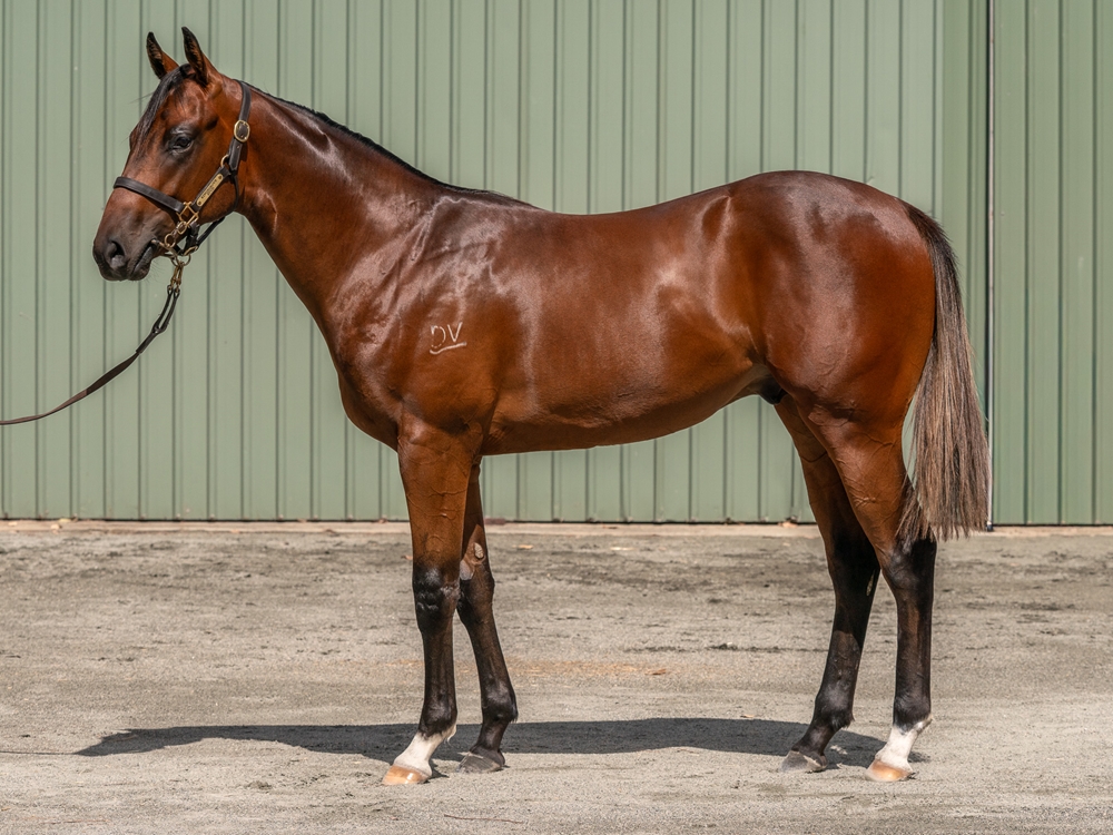 Lightsaber (AUS) / Strike for Victory (AUS) 2024 Colt - Image 1
