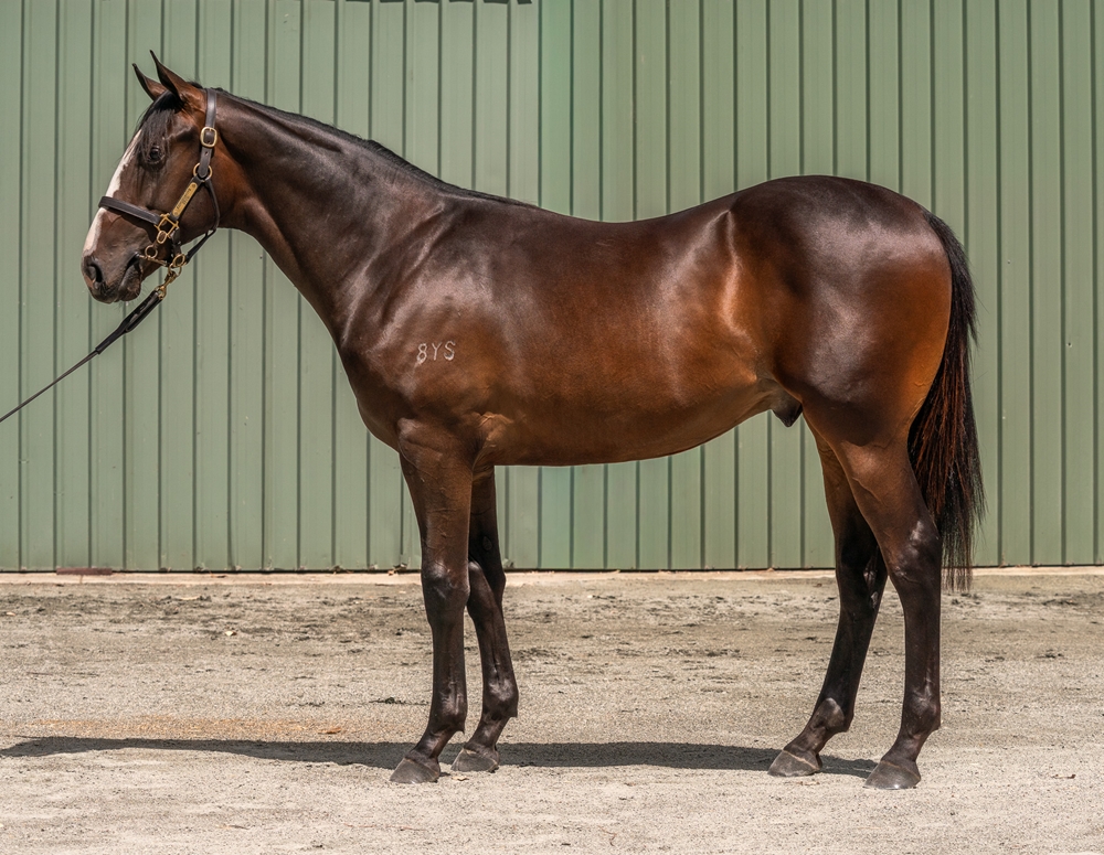 Gingerbread Man (AUS) / Dee Keepa (NZ) 2024 Colt - Image 1