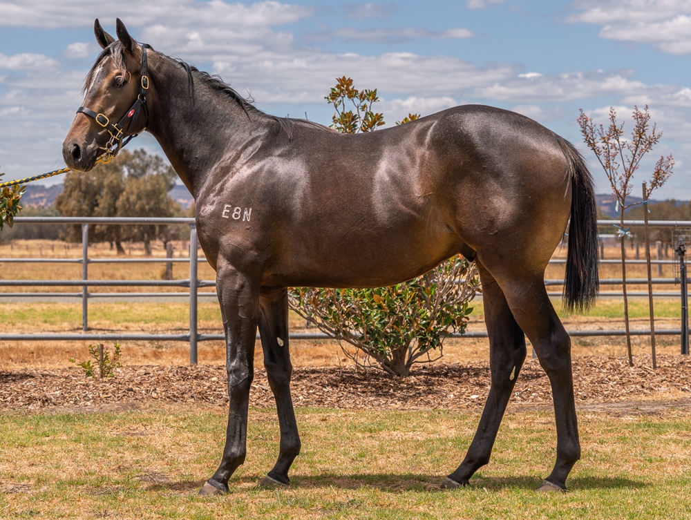 Playing God (AUS) / Come Magic (AUS) 2024 Colt - Image 1