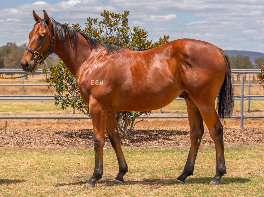 Safeguard (AUS) / Bumper Humper (AUS) 2024 Colt - Image 1