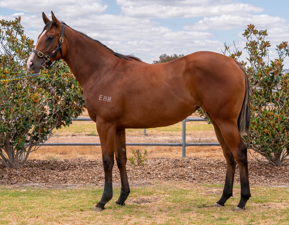 Aysar (AUS) / Jungle Mak (AUS) 2024 Filly - Image 1