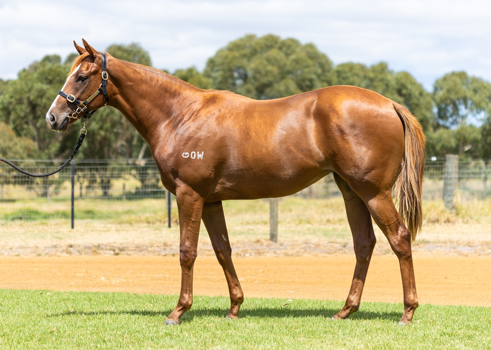 Splintex (AUS) / Hallowell Angel (AUS) 2024 Filly - Image 1