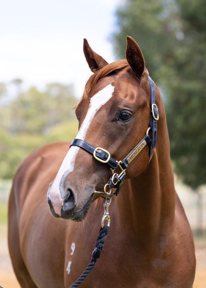 Splintex (AUS) / Hallowell Angel (AUS) 2024 Filly - Image 2
