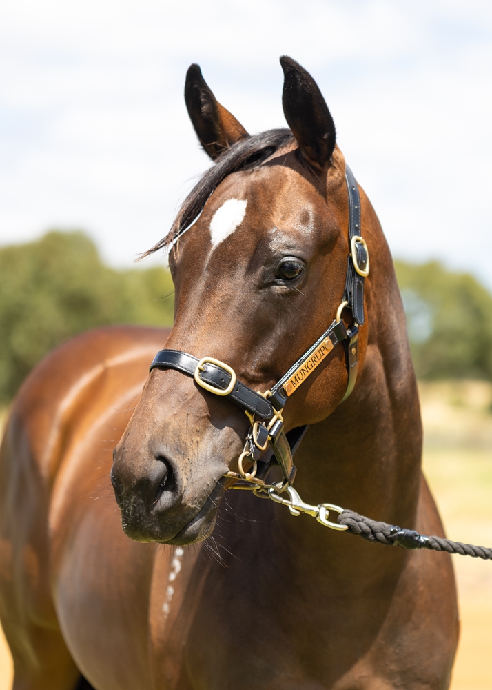 Acrobat (AUS) / So Sassy (AUS) 2024 Filly - Image 2