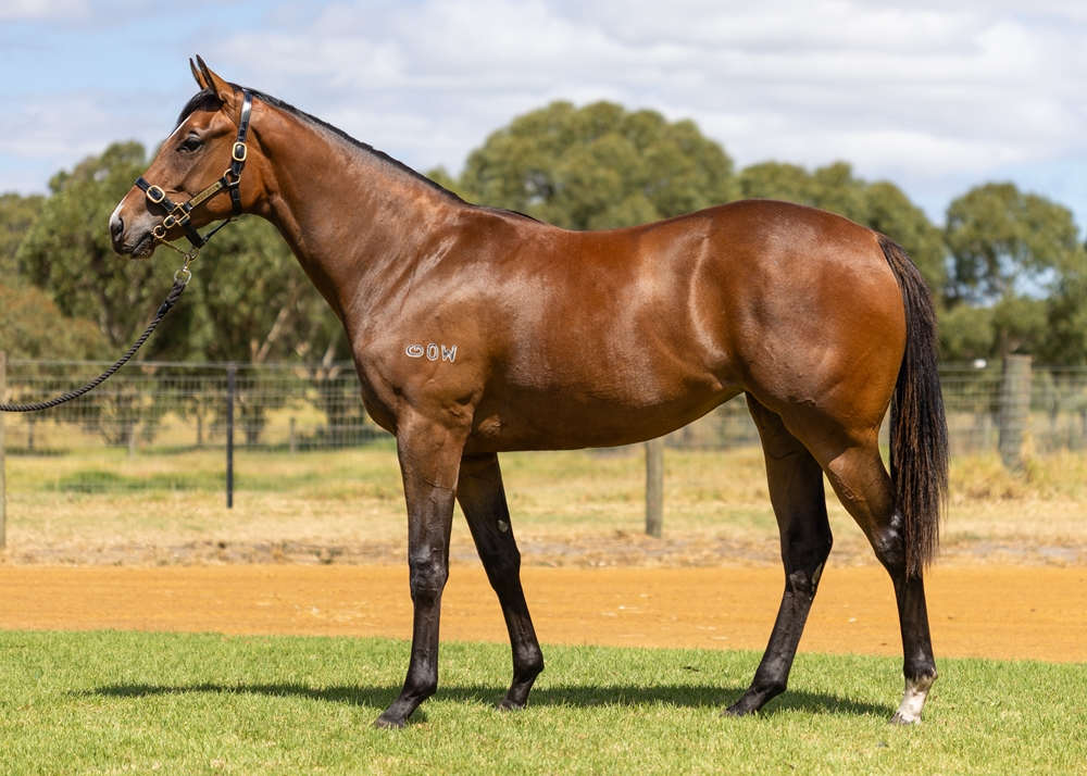 Playing God (AUS) / Cosmah Domination (AUS) 2024 Filly - Image 1