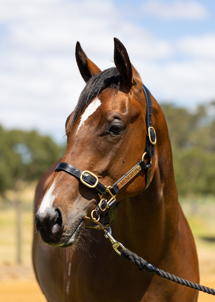 Playing God (AUS) / Cosmah Domination (AUS) 2024 Filly - Image 2