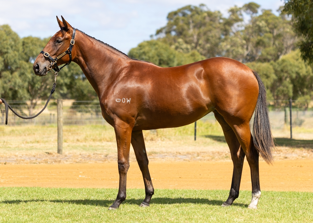 State of Rest (IRE) / Show Me Something (AUS) 2024 Filly - Image 1