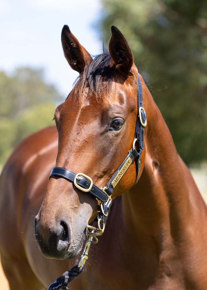 State of Rest (IRE) / Show Me Something (AUS) 2024 Filly - Image 2