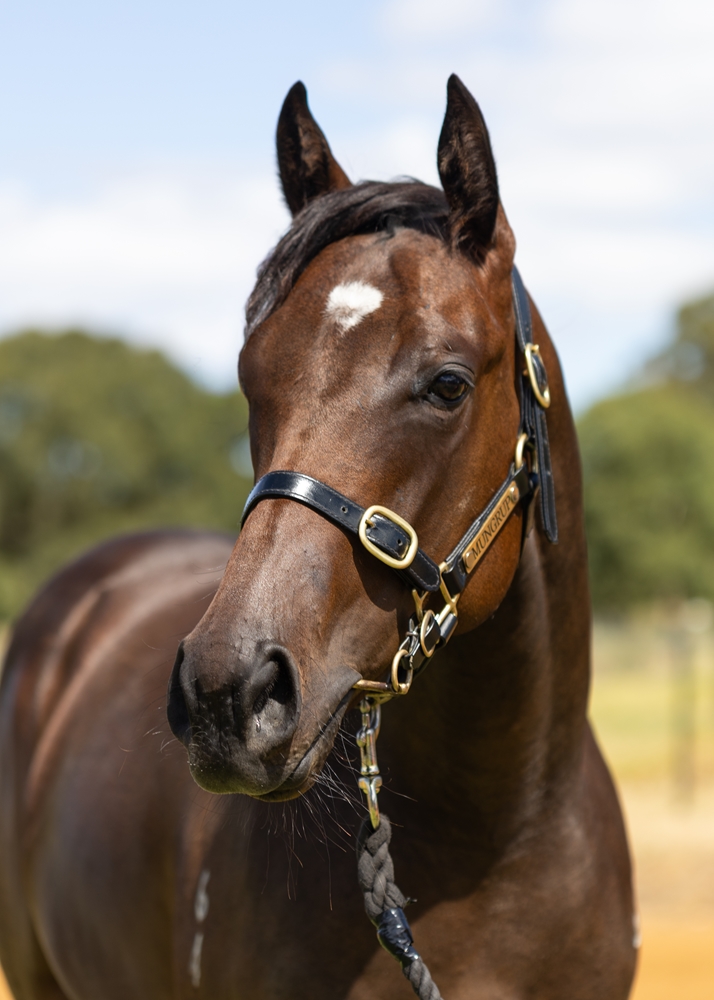 Too Darn Hot (GB) / Reliable Choice (NZ) 2024 Filly - Image 2
