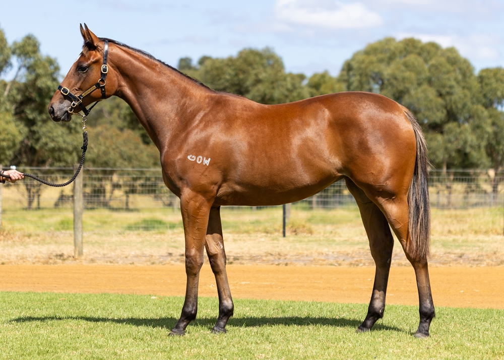 A Lot (USA) / Dirty Vegas (AUS) 2024 Filly - Image 1