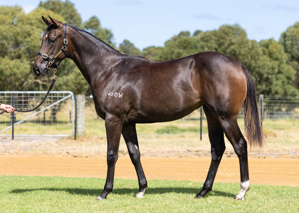 Lightsaber (AUS) / Reliable Dame (NZ) 2024 Filly - Image 1