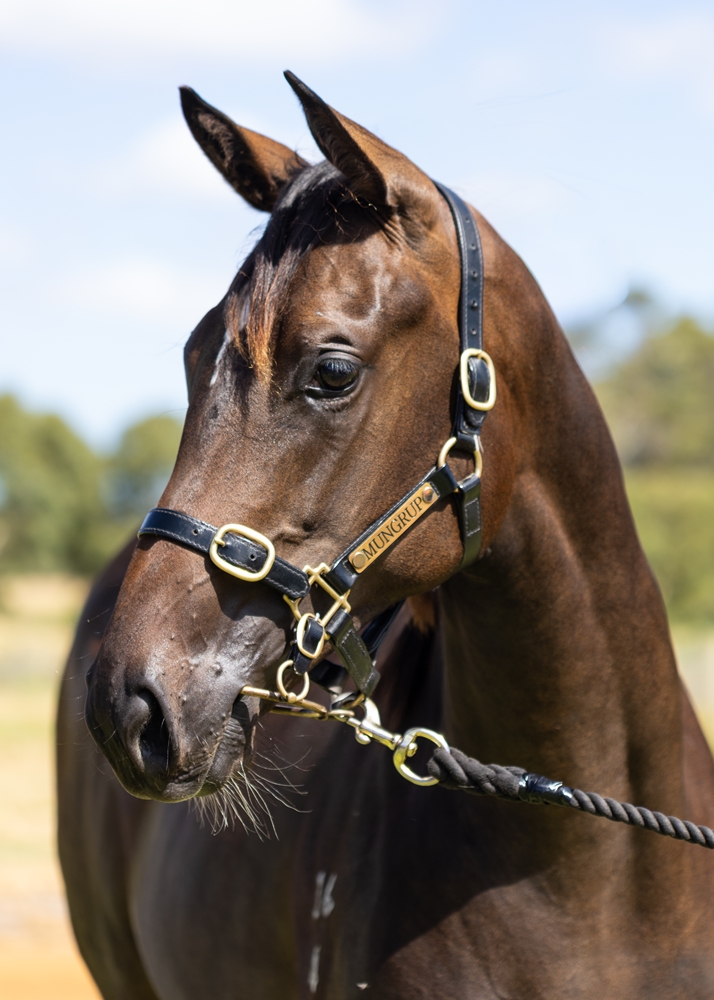 Lightsaber (AUS) / Reliable Dame (NZ) 2024 Filly - Image 2