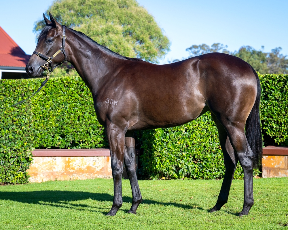 Playing God (AUS) / Rare Star (AUS) 2024 Filly - Image 1