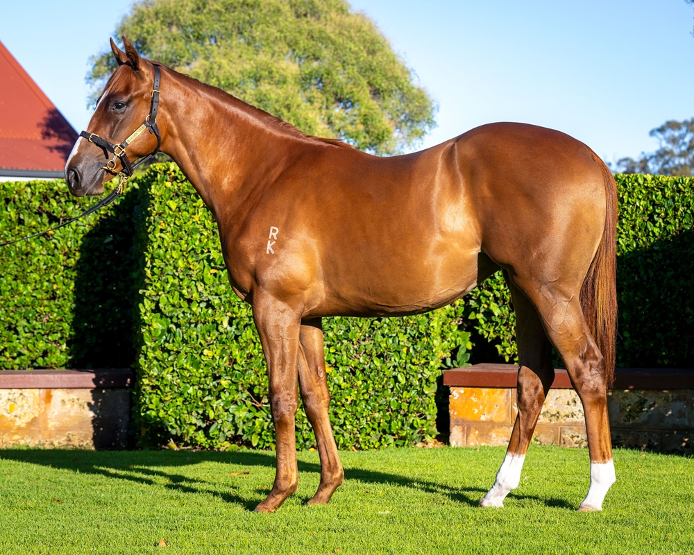 Pinatubo (IRE) / Snowchino (AUS) 2024 Filly - Image 1