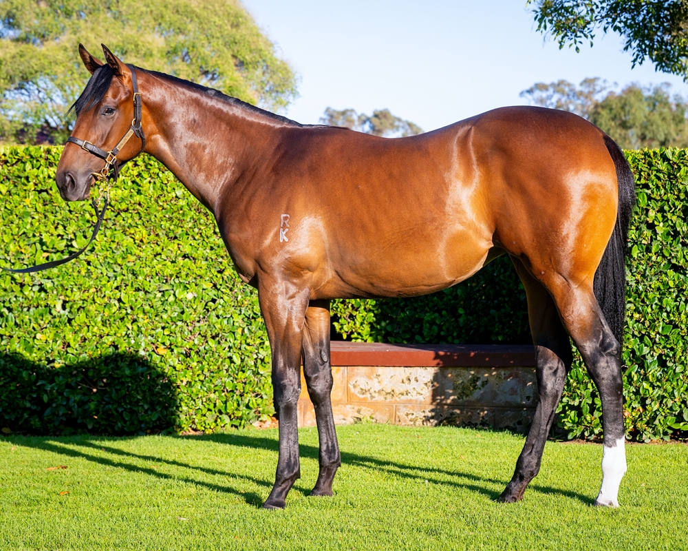 Spirit of Boom (AUS) / Star of Rosie (AUS) 2024 Filly - Image 1