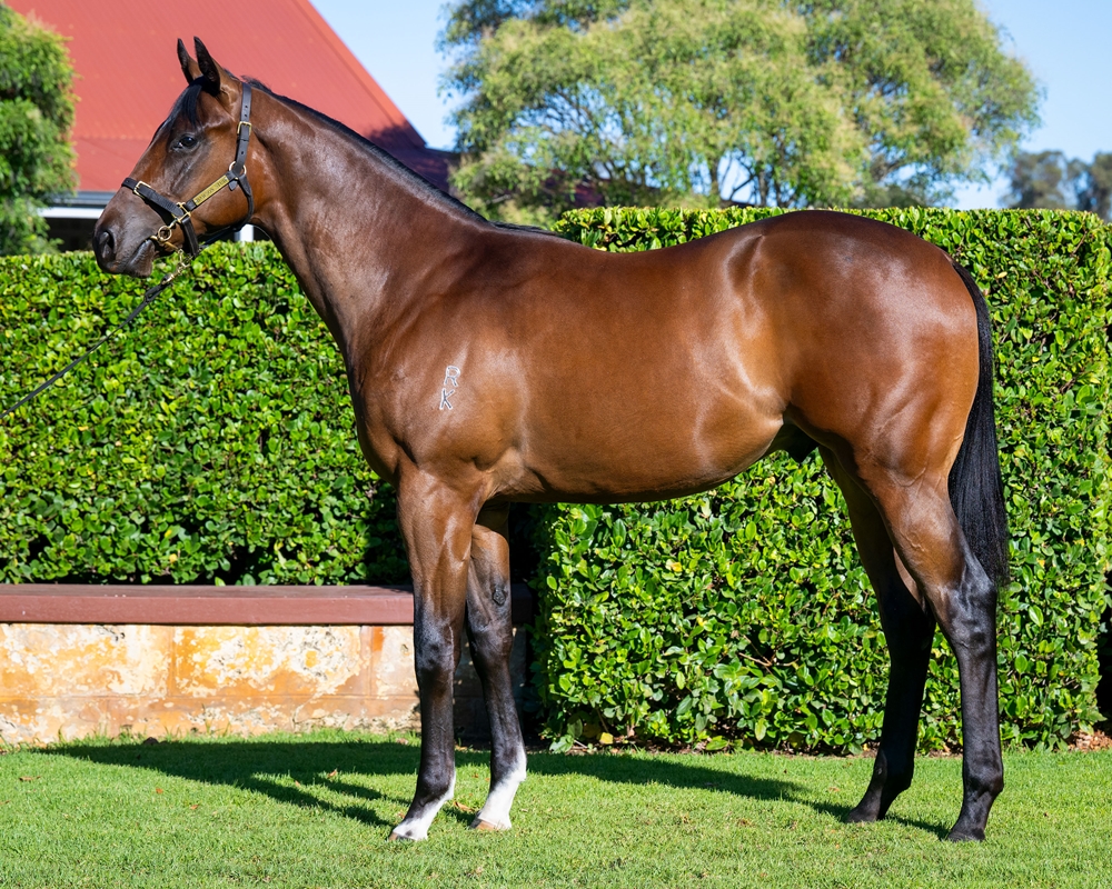 Russian Revolution (AUS) / Star Via Strada (USA) 2024 Colt - Image 1