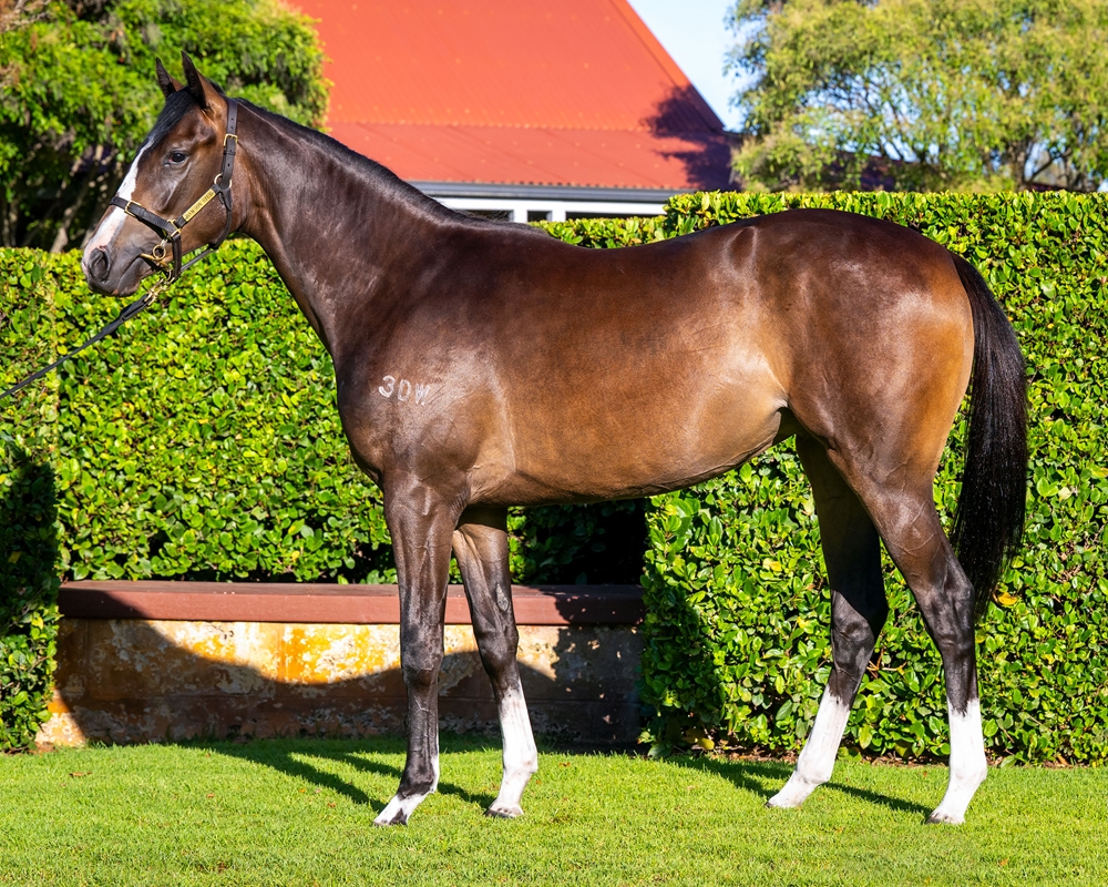 Sessions (AUS) / Magical Hour (AUS) 2024 Filly - Image 1