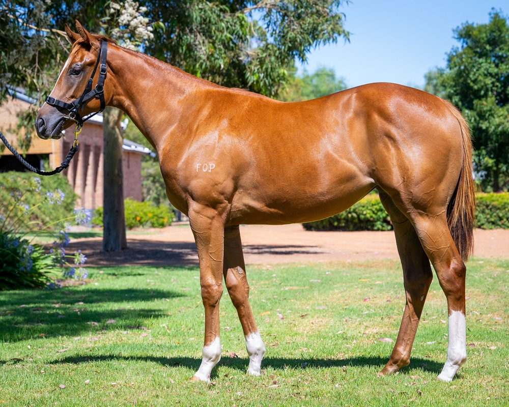 Safeguard (AUS) / Rhyming Verses (AUS) 2024 Filly - Image 1