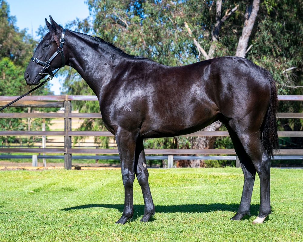 Sessions (AUS) / Enshrined (AUS) 2024 Colt - Image 1